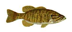 smallmouth.JPG